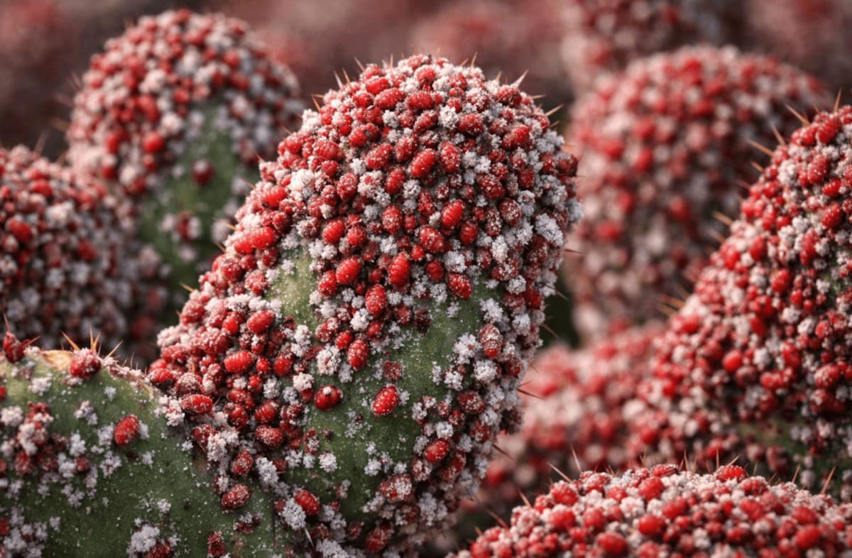 La grana cochinilla, un insecto criado sobre nopales en México, fue la fuente de uno de los pigmentos rojos más cotizados del comercio virreinal y conquistó los textiles de las élites europeas. Foto: Agencias