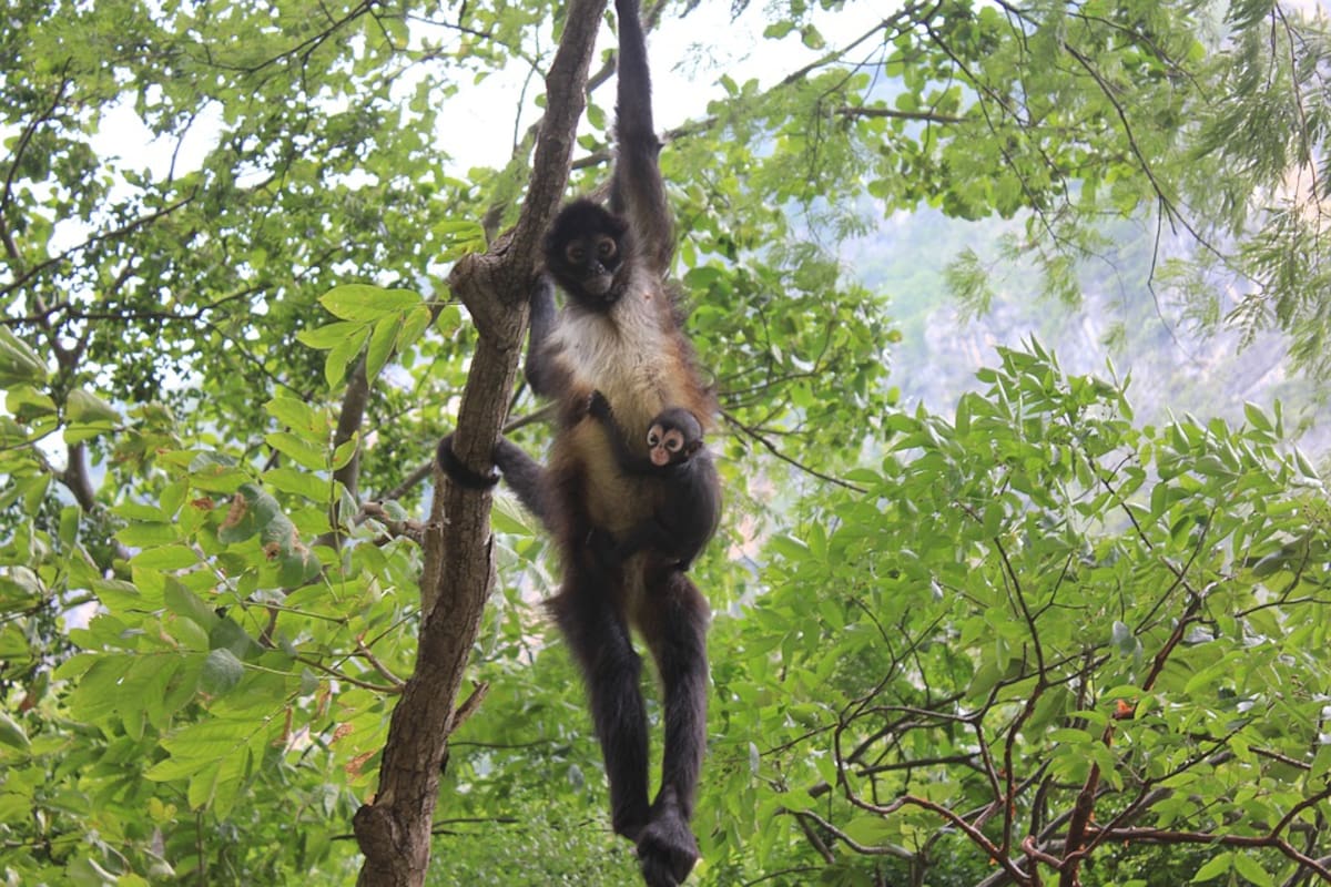 Tras 30 años, mono araña vuelve a nacer en el Cañón del Sumidero