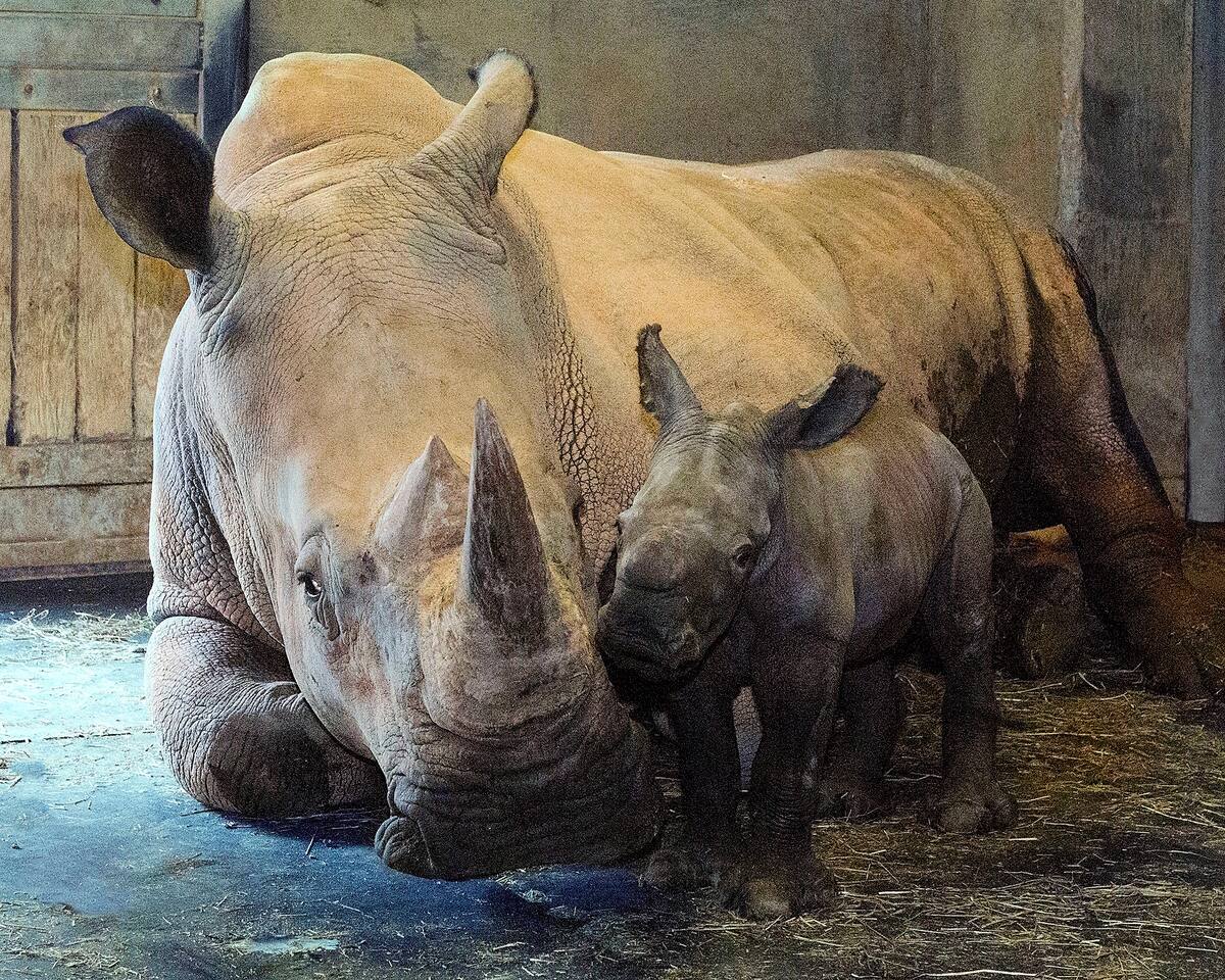 In this image released by the North Carolina Zoo, an unnamed southern white rhino is seen after birth July 2, 2018, at the North Carolina Zoo. The female calf was born to mother Linda and father Stormy and will be named later. She weighed about 80 to 90 pounds. Zookeepers expect her to gain 100 pounds a month in the first year. She could weigh anywhere from 3,500 to 5,500 pounds when fully grown. (Diane Villa/North Carolina Zoo via AP)