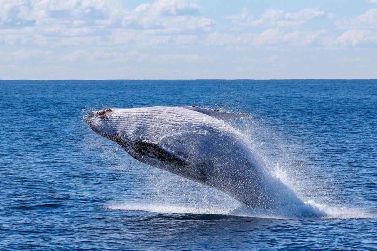 Identifican nueva especie de ballena en el Golfo de México, está en peligro de extinción