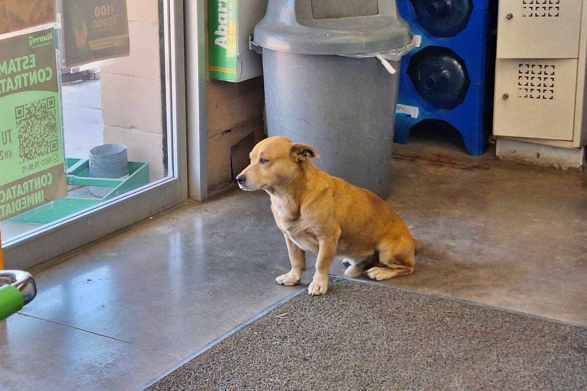 Chapo, el perrito cuidado por trabajadores de Abarrey, encuentra familia