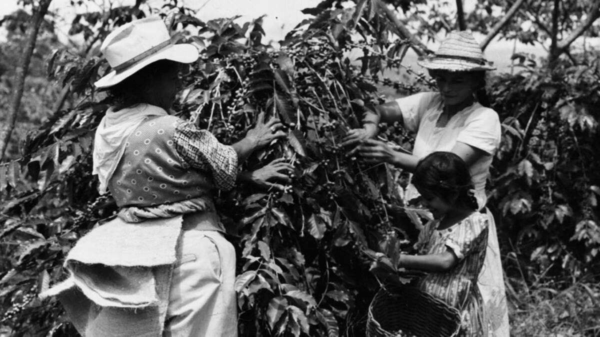 Coffee pickers pick beans by hand in Colombia. (Photo by Pictorial Parade/Archive Photos/Getty Images)