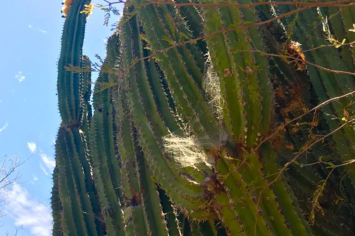 Amenaza a la pitahaya la deforestación y explotación del suelo