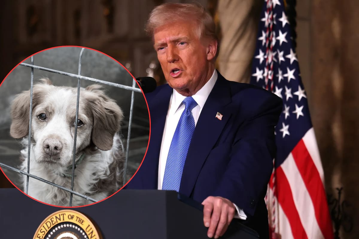 Aumentan las mascotas abandonadas tras redadas migratorias en Estados Unidos