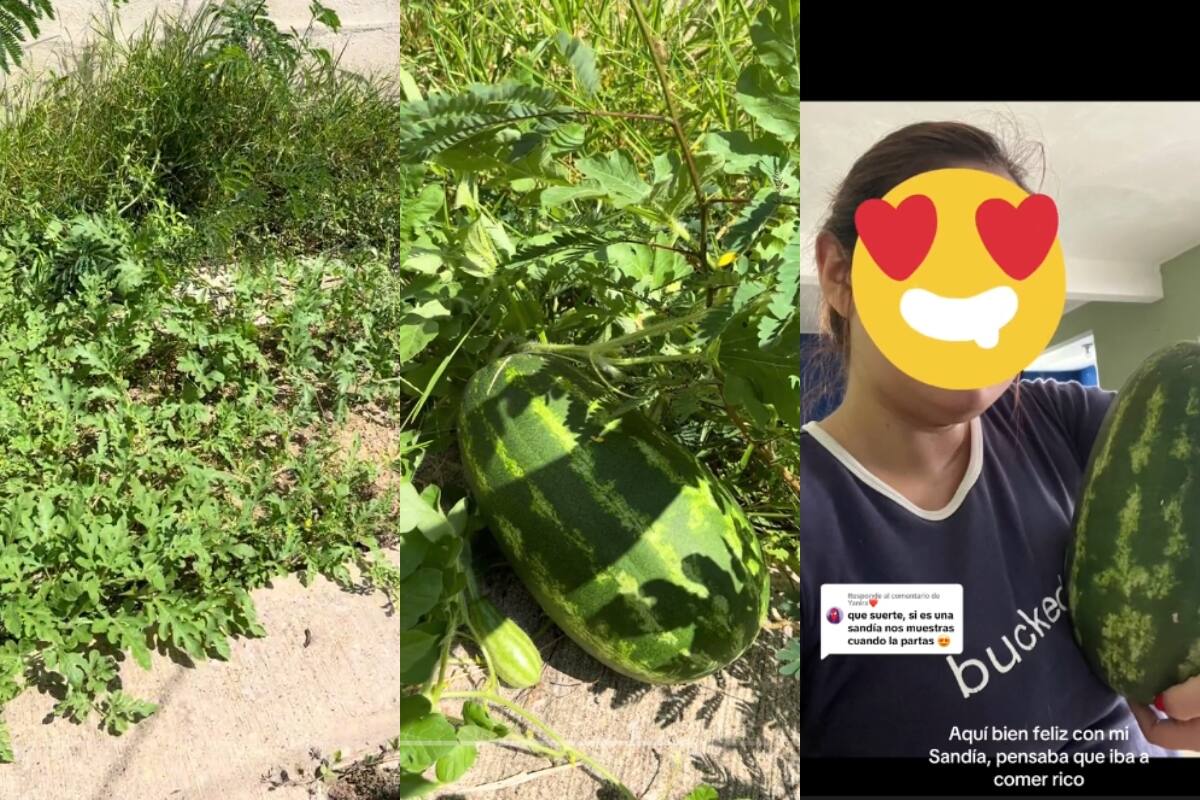 Mujer descubre que una sandía creció inesperadamente en el patio de su casa