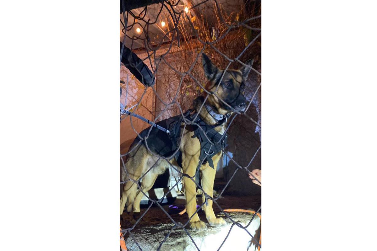 Recuperan en Rosarito a un perro policía propiedad de la Patrulla Fronteriza
