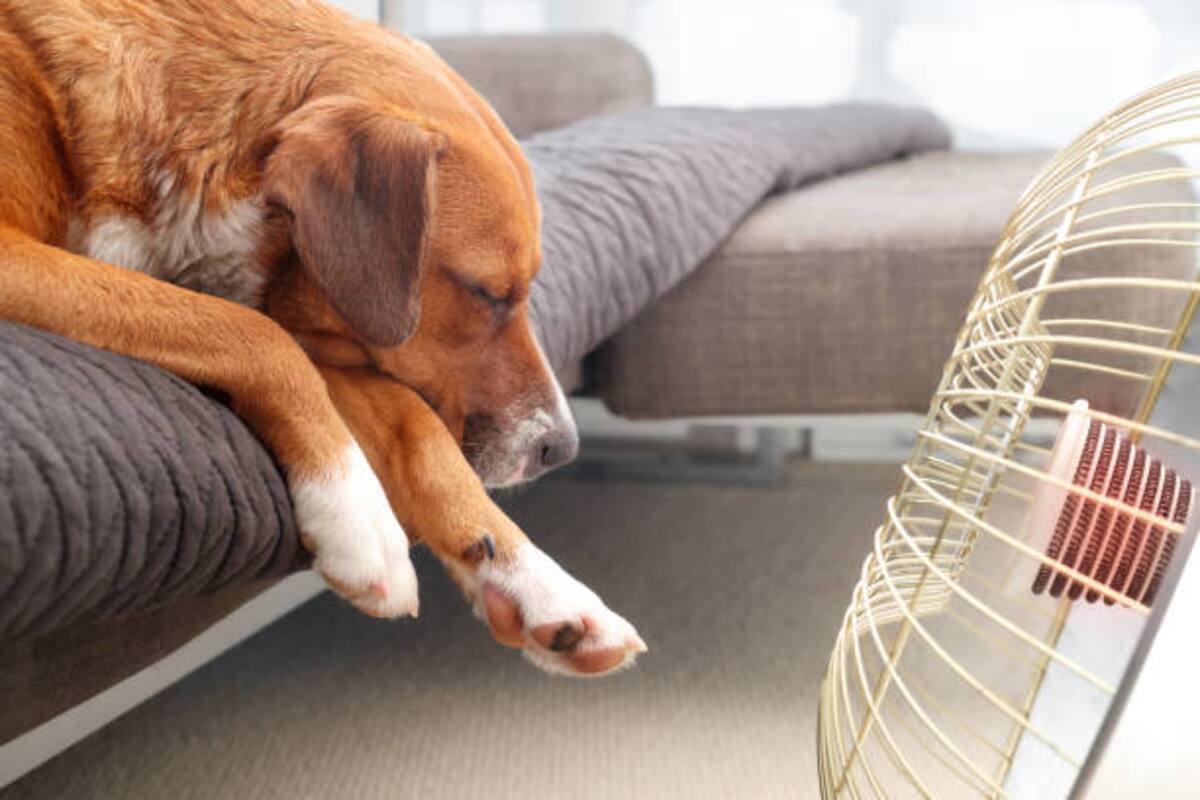 ¿Cuáles son los síntomas de un perro cuando sufre un golpe de calor?