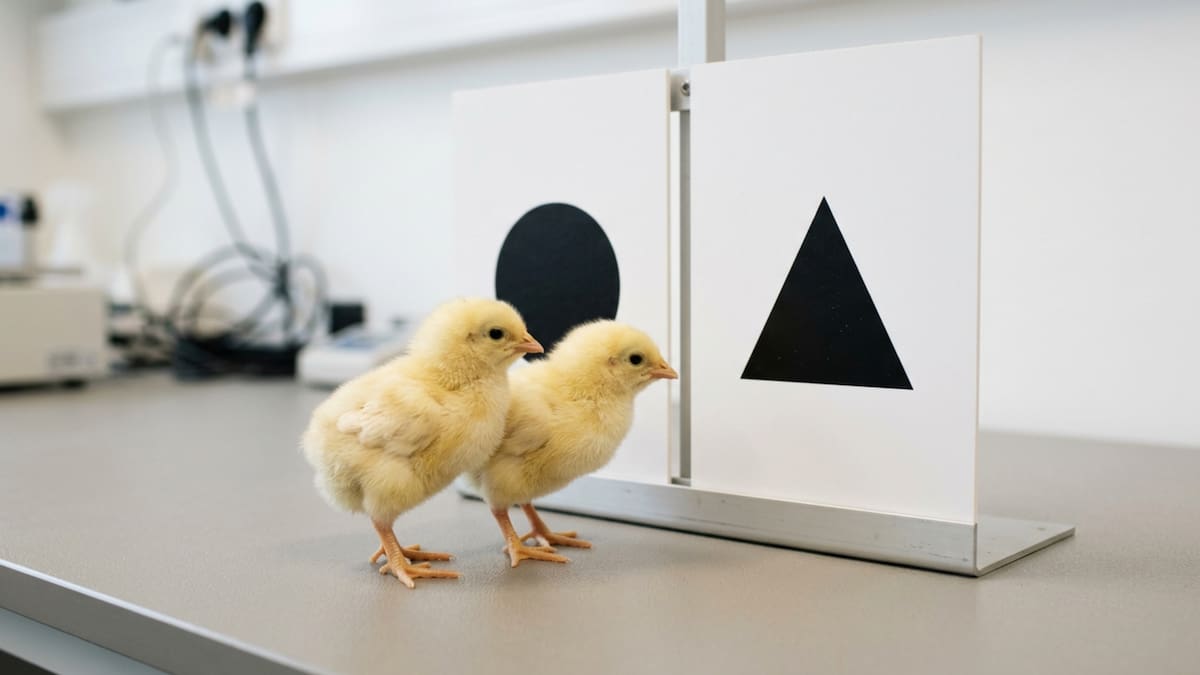 El hallazgo sugiere que ciertos mecanismos de percepción y asociación multisensorial podrían tener raíces evolutivas más profundas de lo que se pensaba.