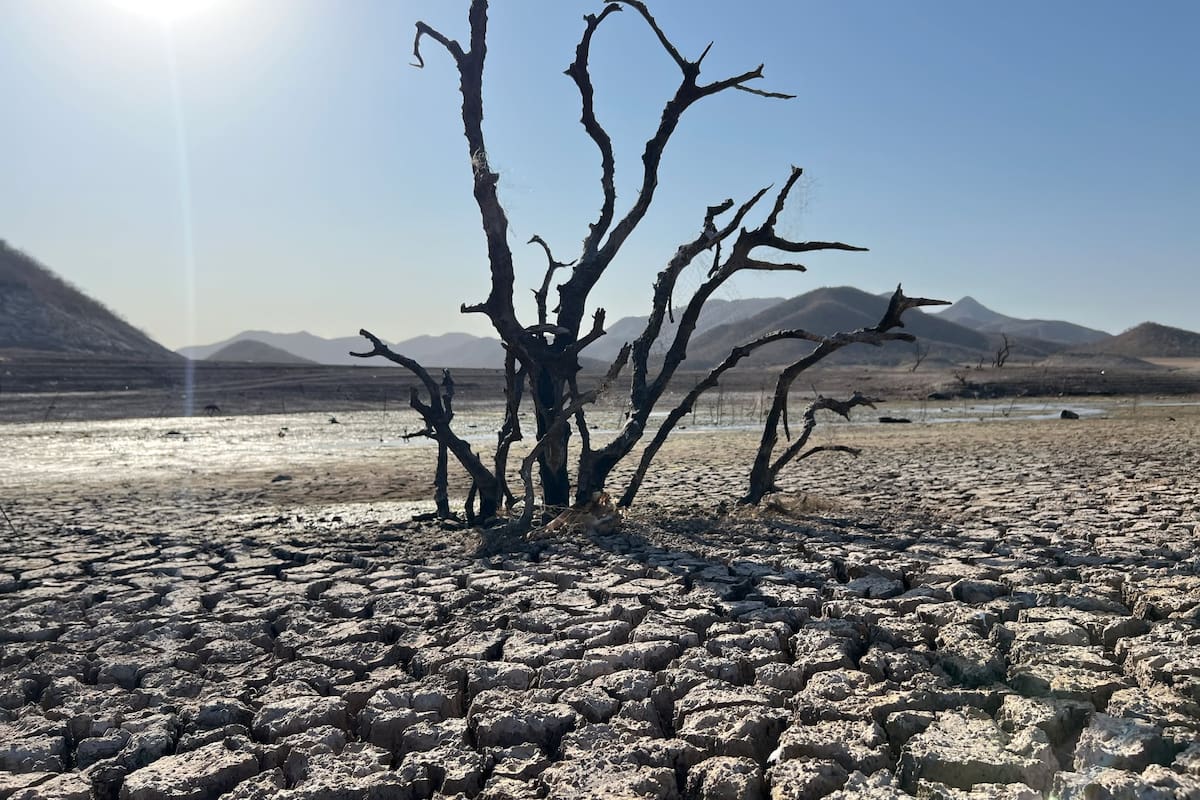 Buscan se declare al Sur de Sonora zona de desastre natural por sequía