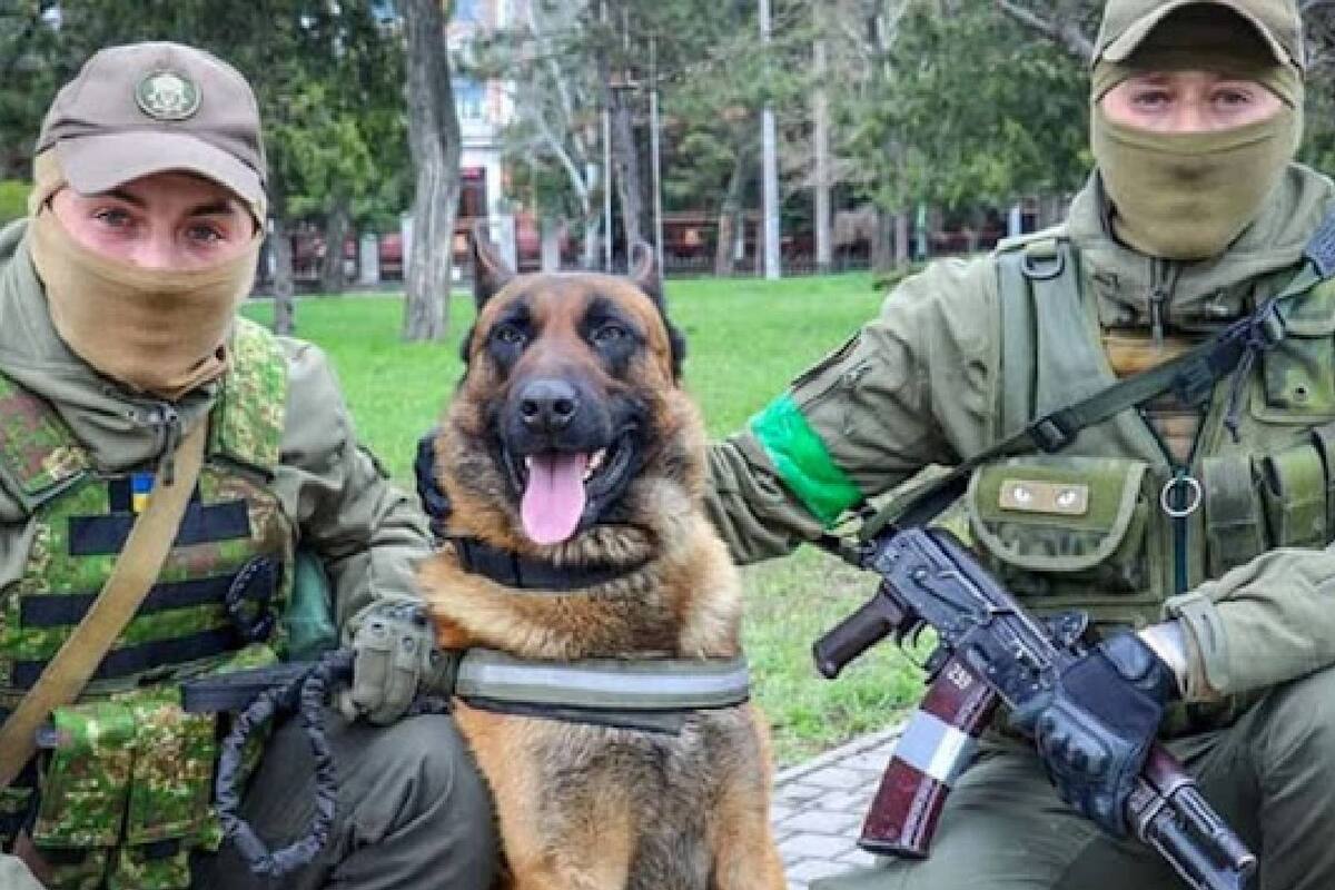 Ejercito Ruso abandona perro y es adoptado por ejercito Ucraniano