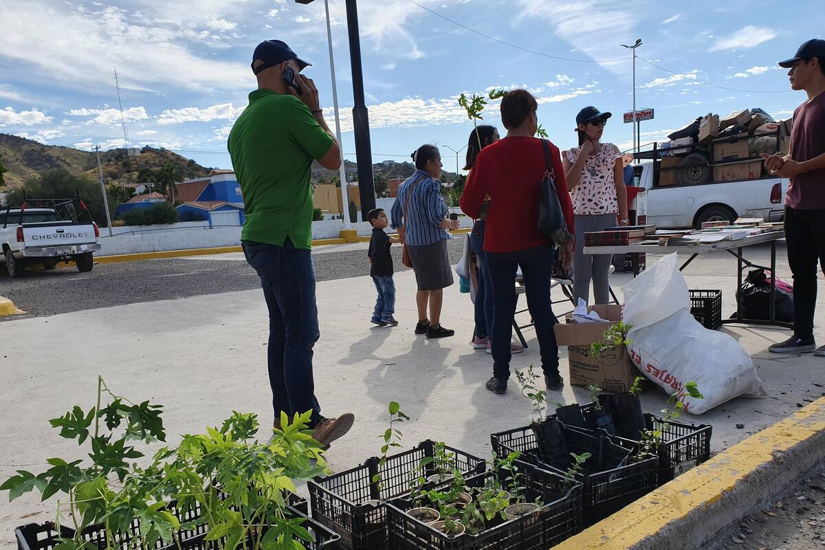 Entregan más de 600 árboles frutales