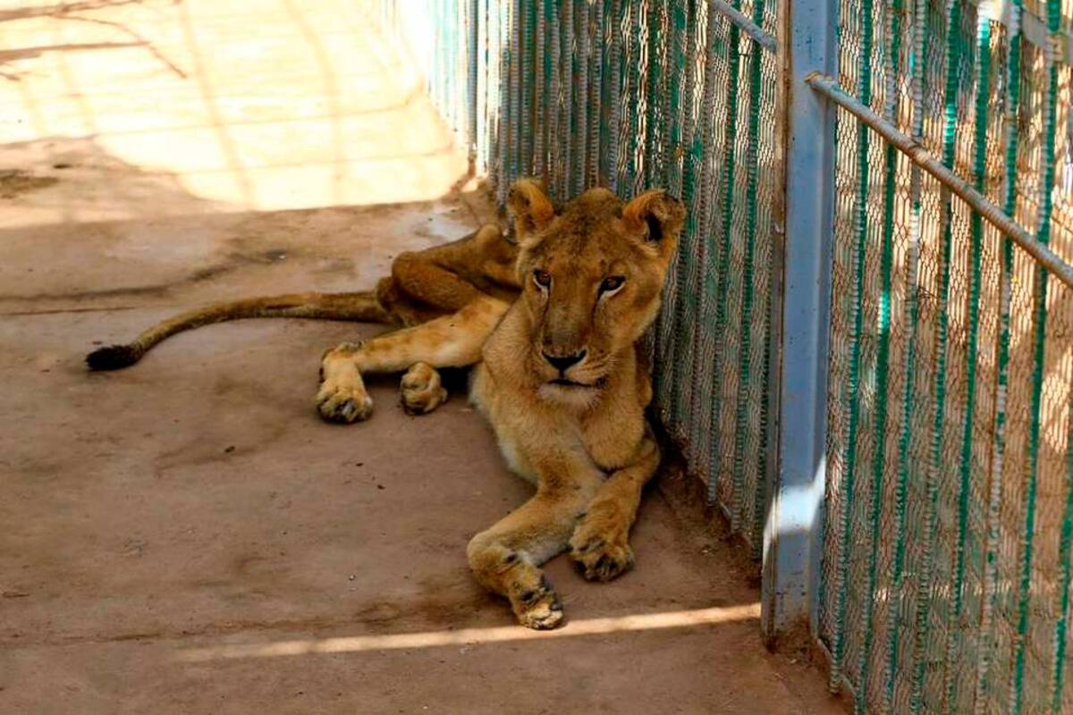 Muere león desnutrido en zoológico de Sudán