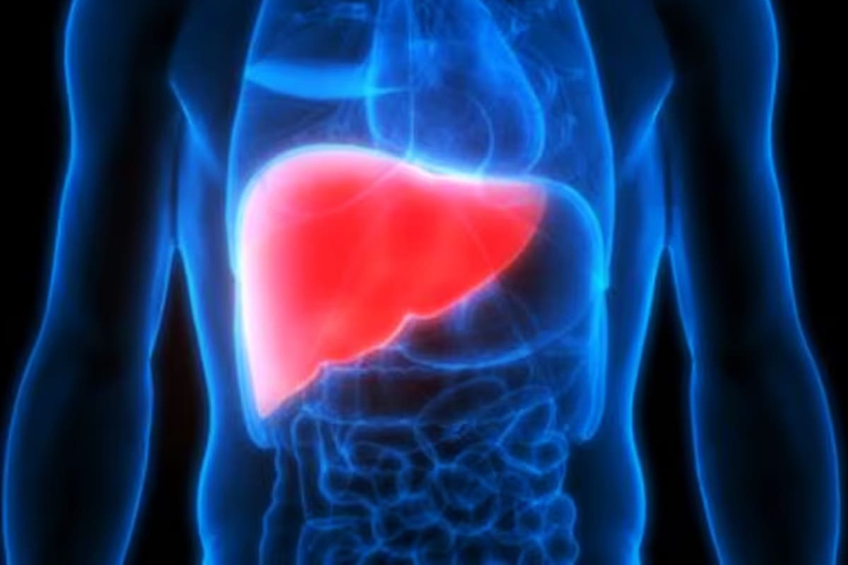 Científicamente comprobado: el hígado humano puede regenerarse por completo, incluso tras perder el 70 %
