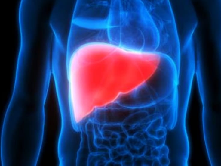 Científicamente comprobado: el hígado humano puede regenerarse por completo, incluso tras perder el 70 %