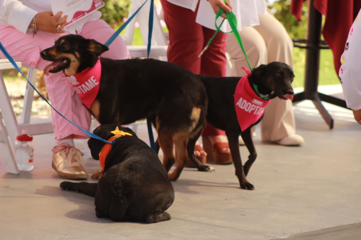 El 99% de los animales del Santuario Mily proviene de cateos por maltrato