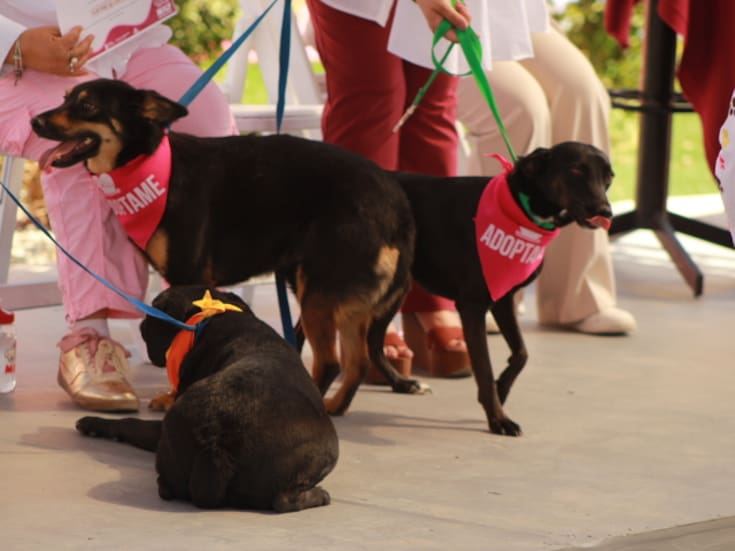 El 99% de los animales del Santuario Mily proviene de cateos por maltrato