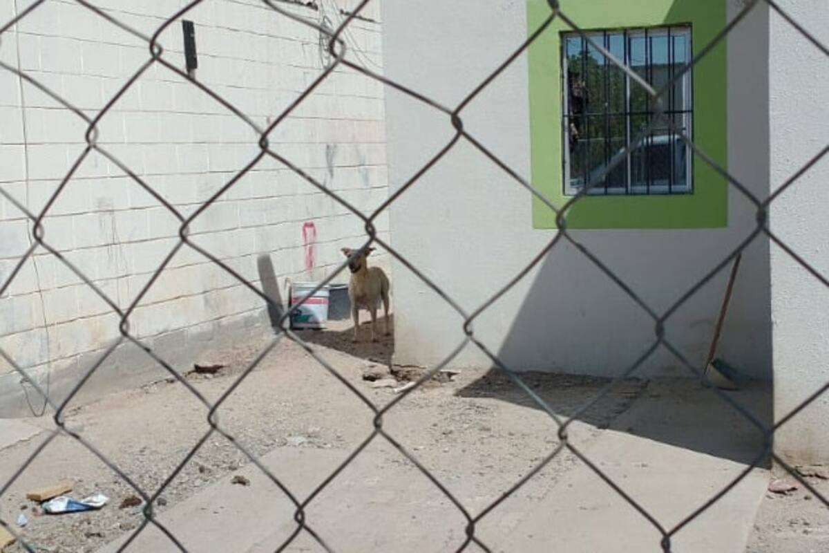 Rescatan a perros en cateos