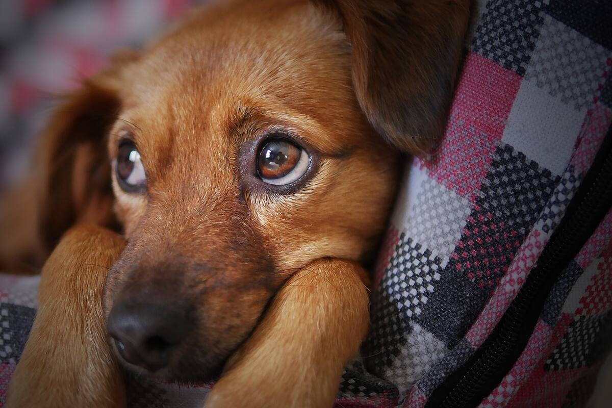 Protección Animal rescata a perro abandonado del techo en la colonia Centro