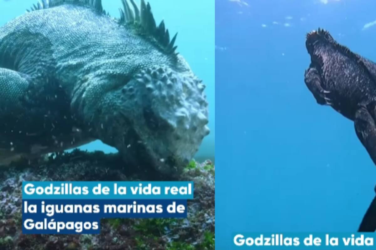 VIDEO: Captan a iguanas nadando y sorprenden en redes; conoce a las iguanas marinas de Galápagos