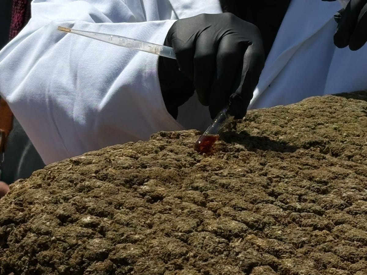 Autoridades federales destruyeron más de 12 toneladas de mariguana aseguradas en Ensenada durante un operativo coordinado por la Secretaría de Marina y la FGR como parte de las acciones contra el narcotráfico en Baja California. Foto: Cortesía