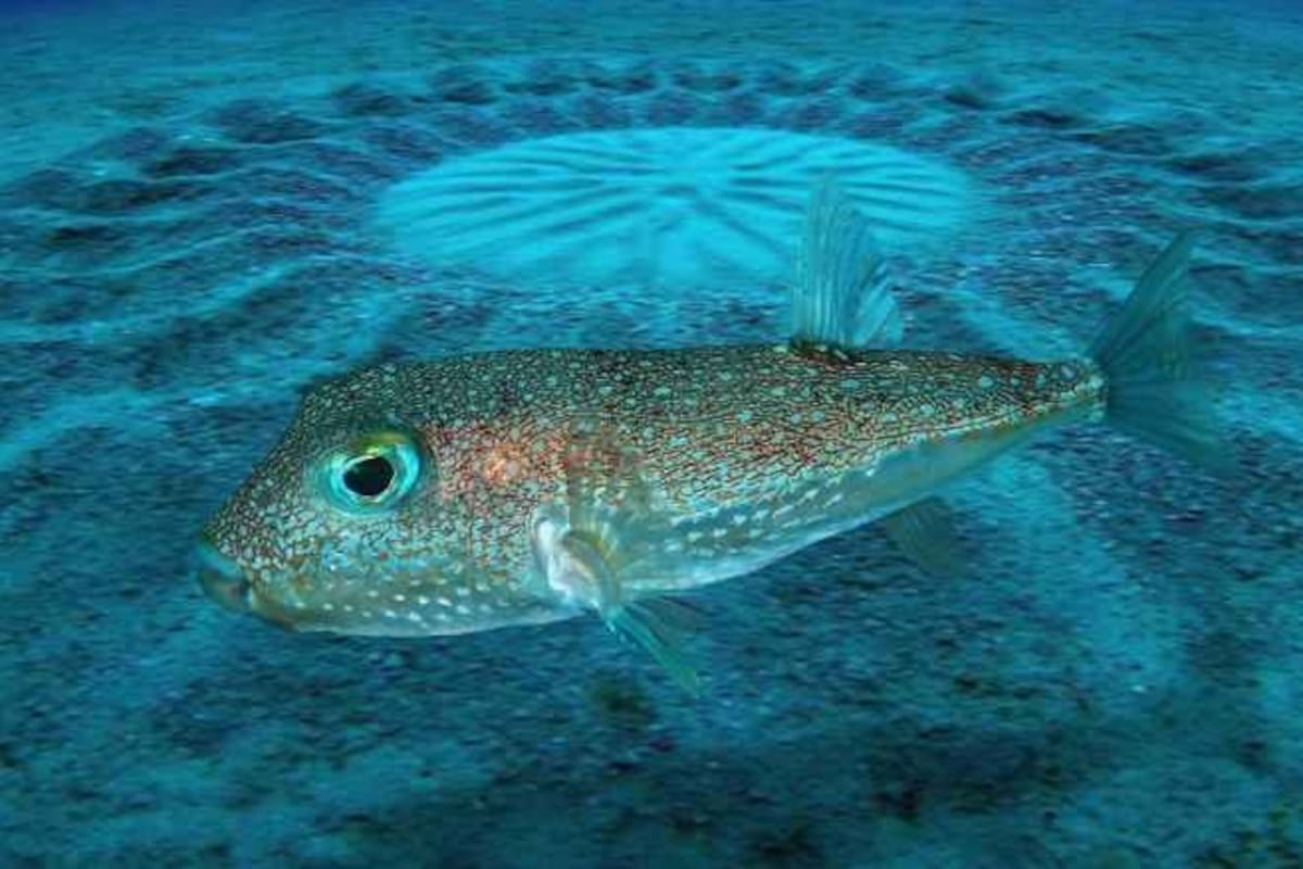 Este es el pez que crea obras de arte para ligar y conseguir pareja