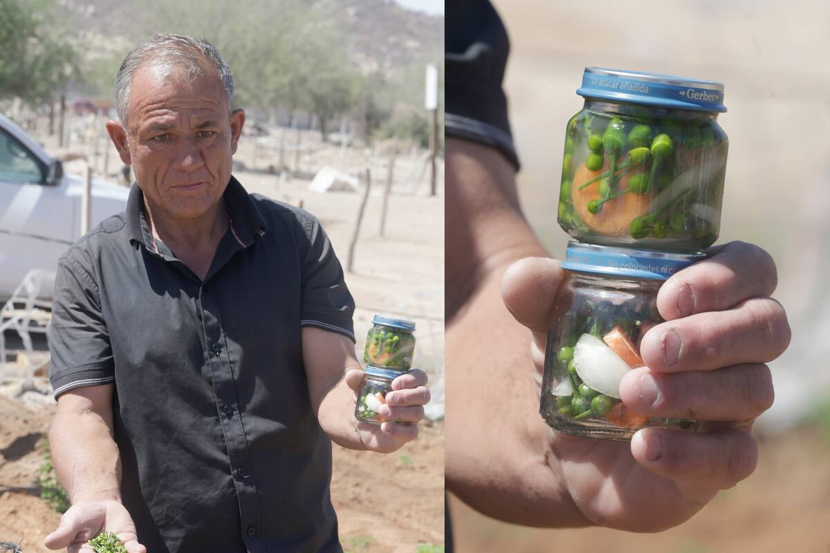 Óscar Villa, el agricultor urbano que posee una huerta de 2 mil plantas de chiltepín en Hermosillo