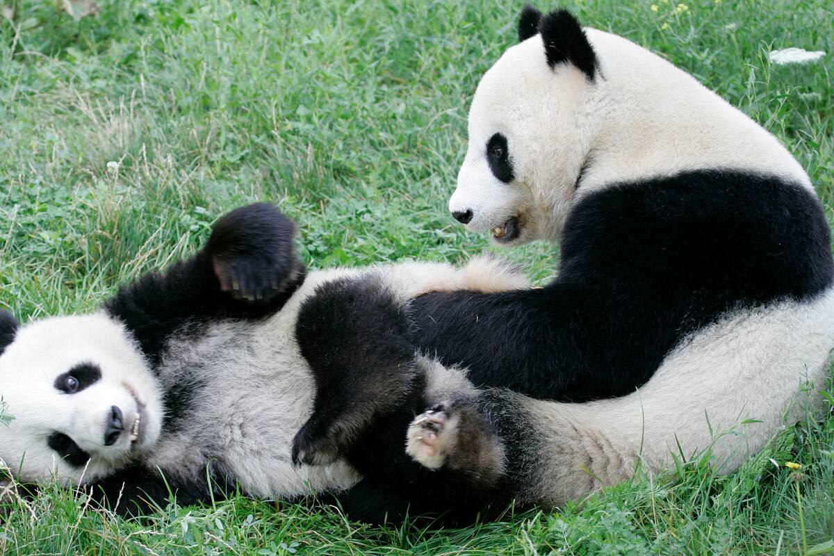Entrega China oficialmente panda a zoológico de Viena