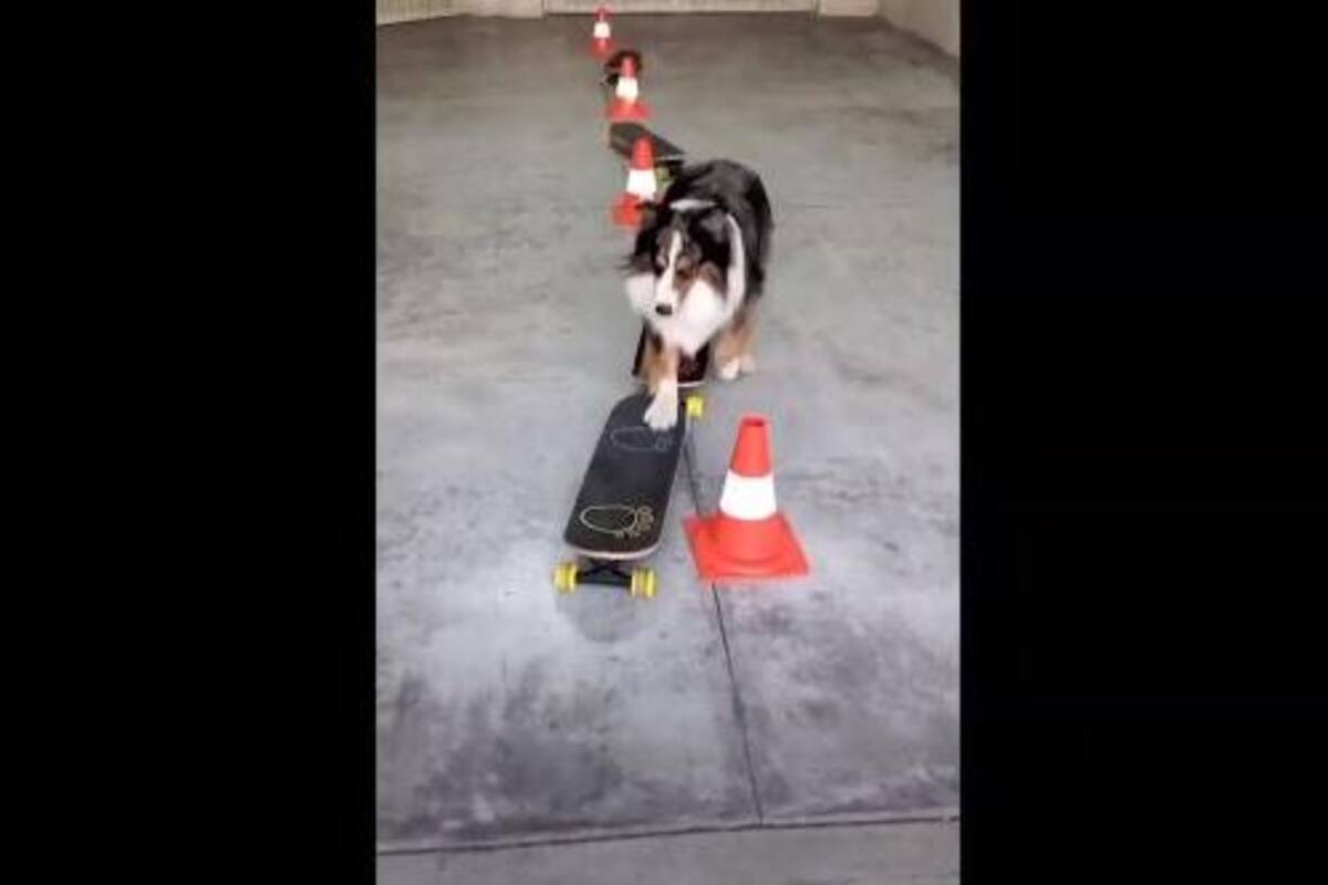 Perro sorprende con sus movimientos en patineta