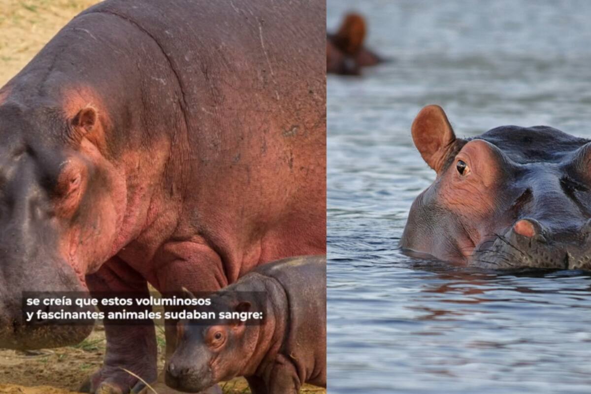 ¿Sabías que los hipopótamos sudan de color rosa, según National Geographic?
