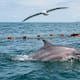 Pesca incidental amenaza a la fauna marina