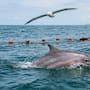 Científicos buscan frenar la muerte de delfines, marsopas y albatros en Latinoamérica, donde la pesca incidental afecta a especies amenazadas y abre la necesidad de cambiar prácticas para proteger la fauna marina