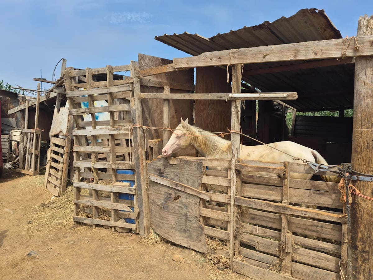 Autoridades inspeccionaron 21 caballos en Playa Hermosa tras la muerte de una yegua y prevén retirar algunos animales por las condiciones en que fueron encontrados.
Foto: Cortesía.