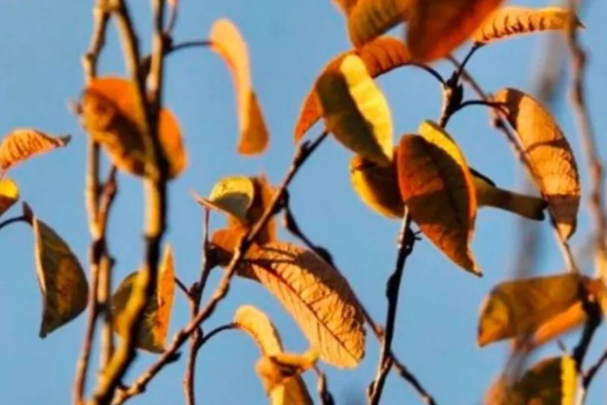 Reto: encuentra el pájaro escondido en estas ramas
