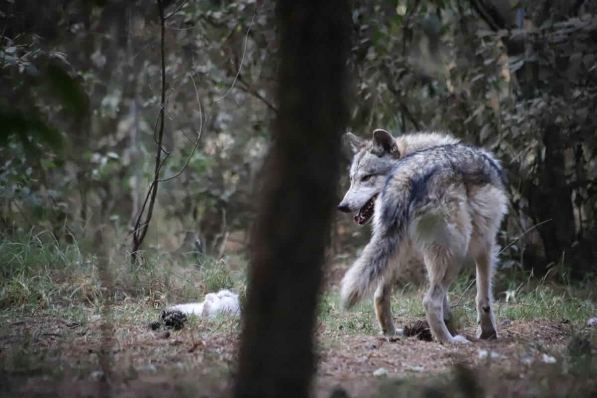 Capturan a lobo gris que escapó y merodeaba por calles de Tenancingo, Edomex