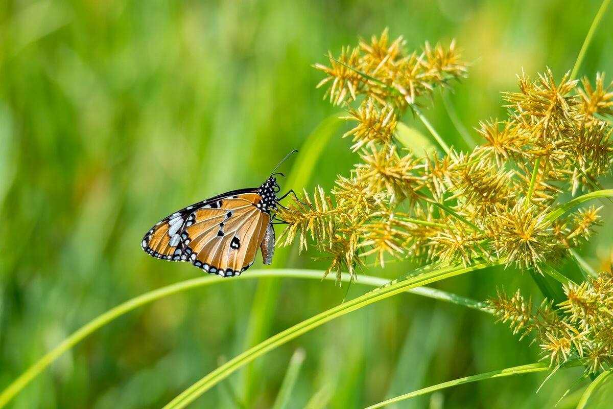 Regresa a San Diego el Festival de Polinizadores de The Little Barn