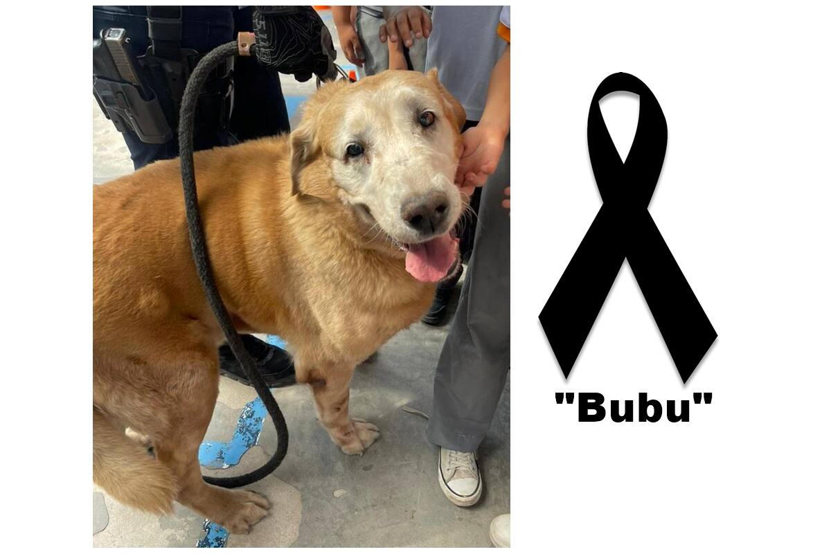Muere Bubu, agente K-9 jubilado de la Policía de Hermosillo