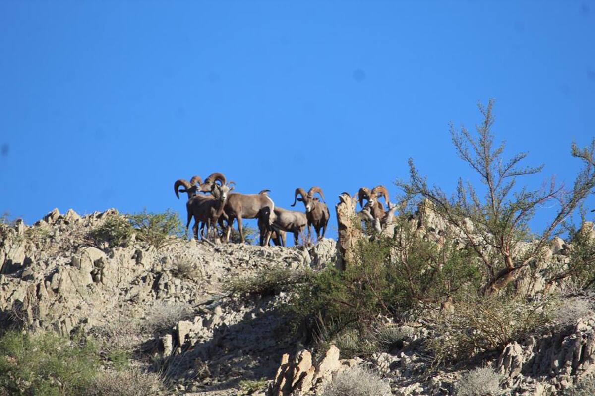 Desata controversia iniciativa para eliminar la caza legal en México