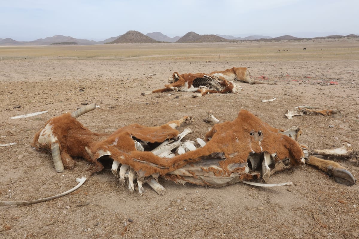 Al interior de la presa Adolfo Ruiz Cortines “El Mocúzari” se aprecian varias vacas muertas producto de la sequía y falta de alimento.