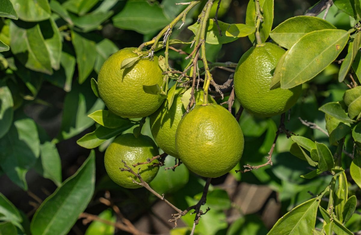 El limón no solo sirve para cocinar: así puedes usar su jugo para limpiar los espejos y dejar un acabado brillante sin productos costosos | Foto: Especial (canva)