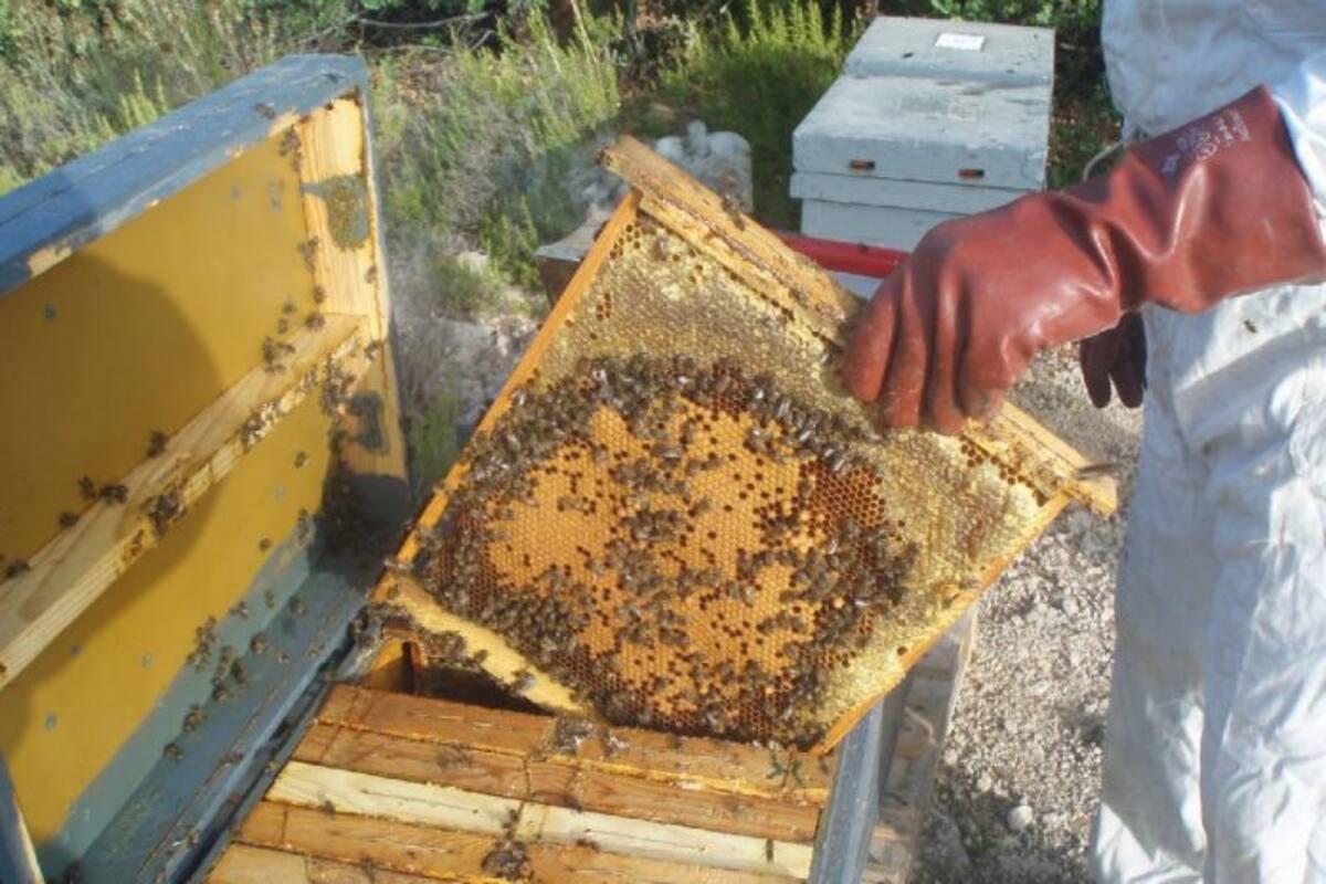 Apicultores de Baja California producen 120 toneladas de miel en 2021