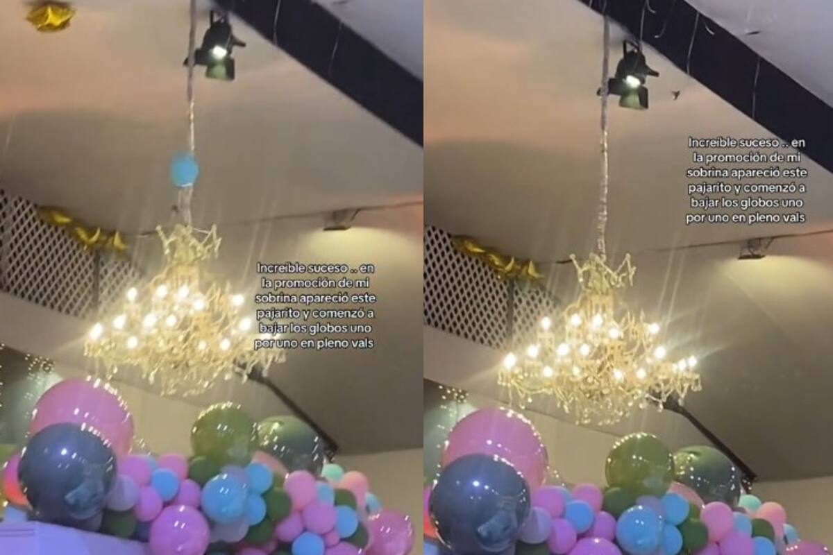 VIDEO: ¿Milagro o casualidad? Colibrí protagoniza momento único en una fiesta de graduación