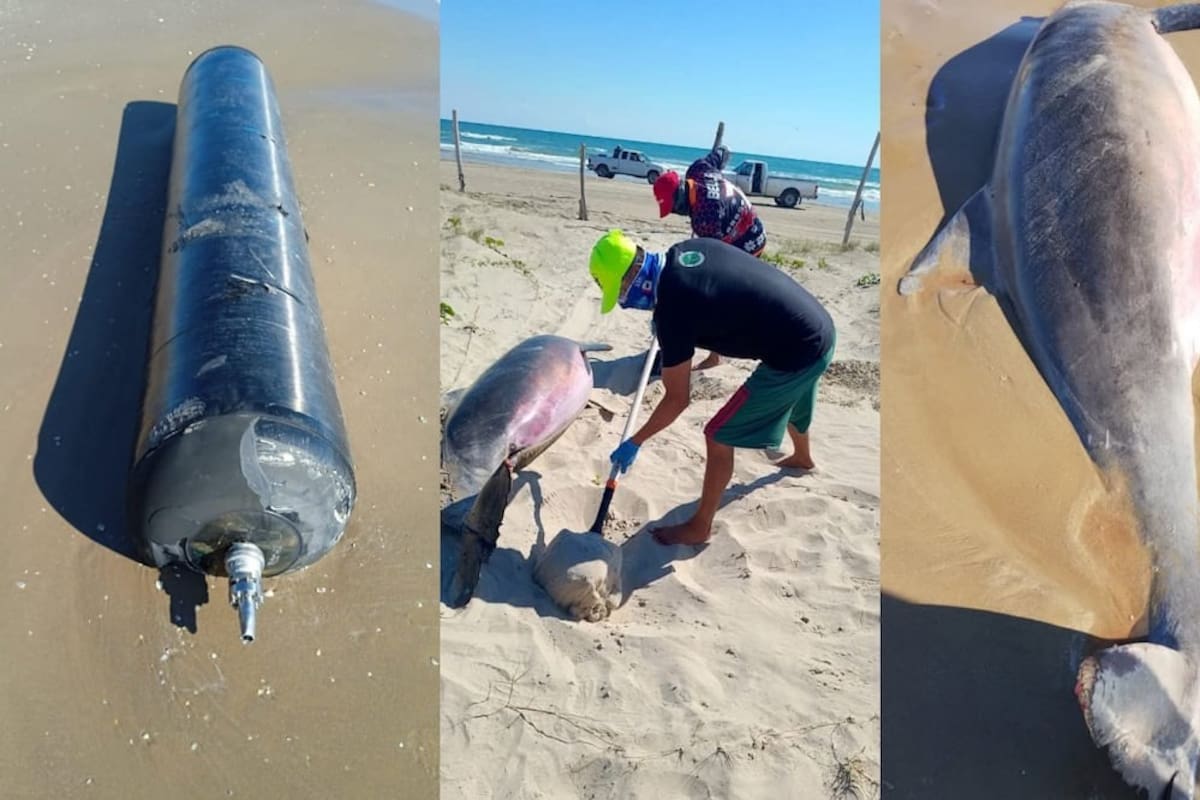 Denuncian contaminación en Tamaulipas tras lanzamiento del cohete Starship 11 de SpaceX: hallan delfines muertos y restos espaciales