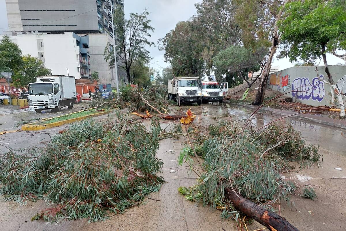 Caída de árboles fue por cambio climático: Director de Nación Verde