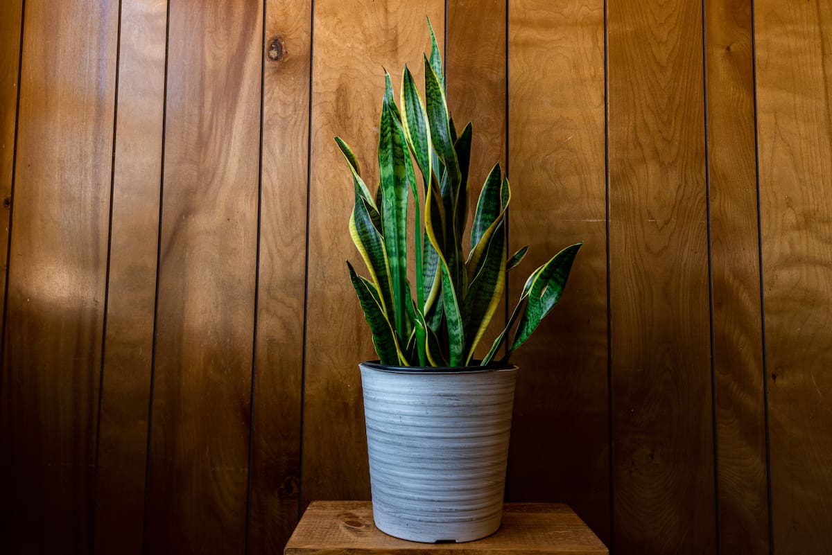 La sansevieria genera oxígeno de manera continua durante el día y la noche | Magnific