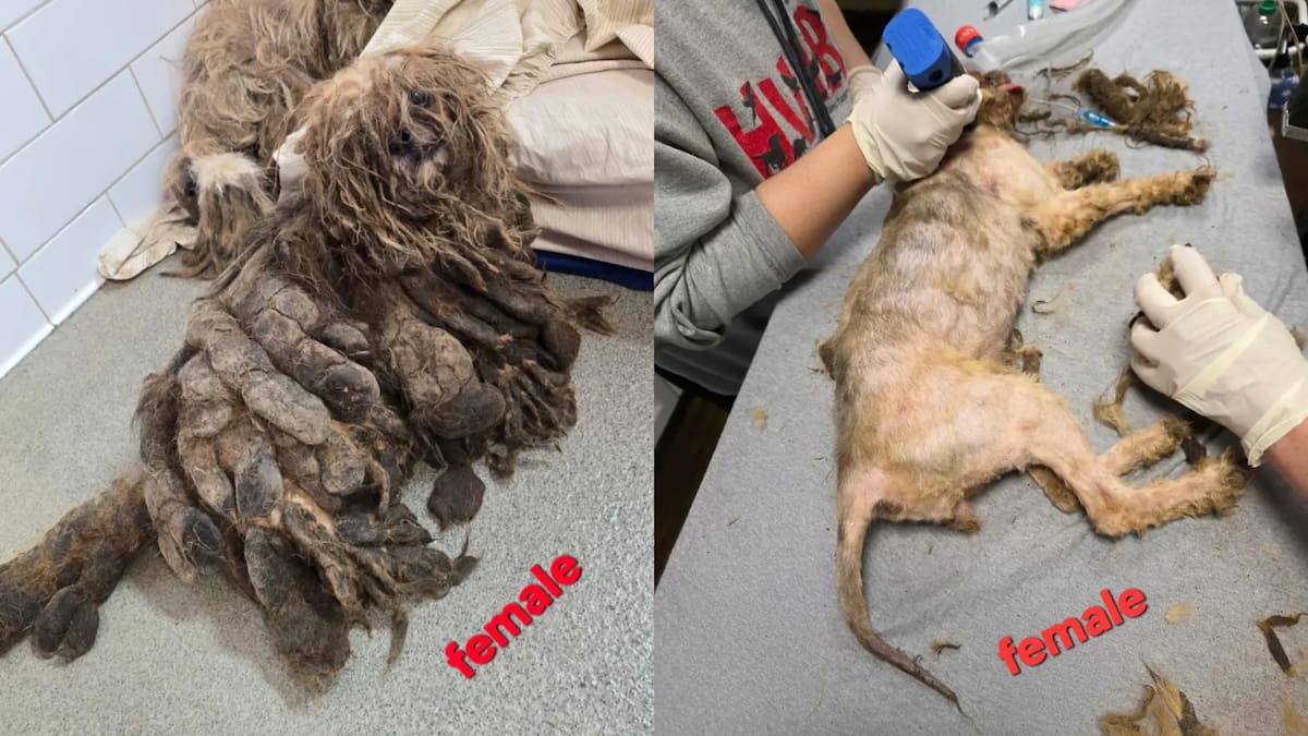 Rescatan a más de un centenar de perros que vivían entre basura y oscuridad. FOTO: Karen Lecain / CARE Dutchess County / NYP