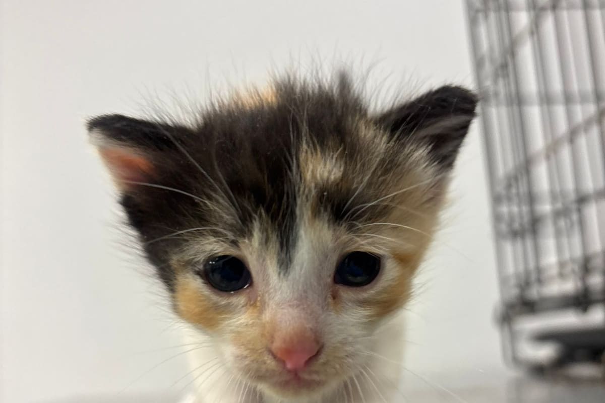 Avanza investigación por presunto maltrato animal en Tijuana; rescatan tres gatos abandonados