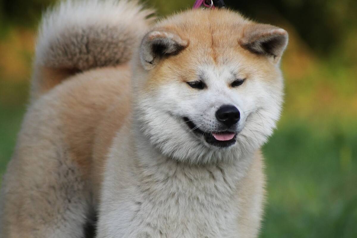 Niña casi queda ciega por ataque de perro Akita
