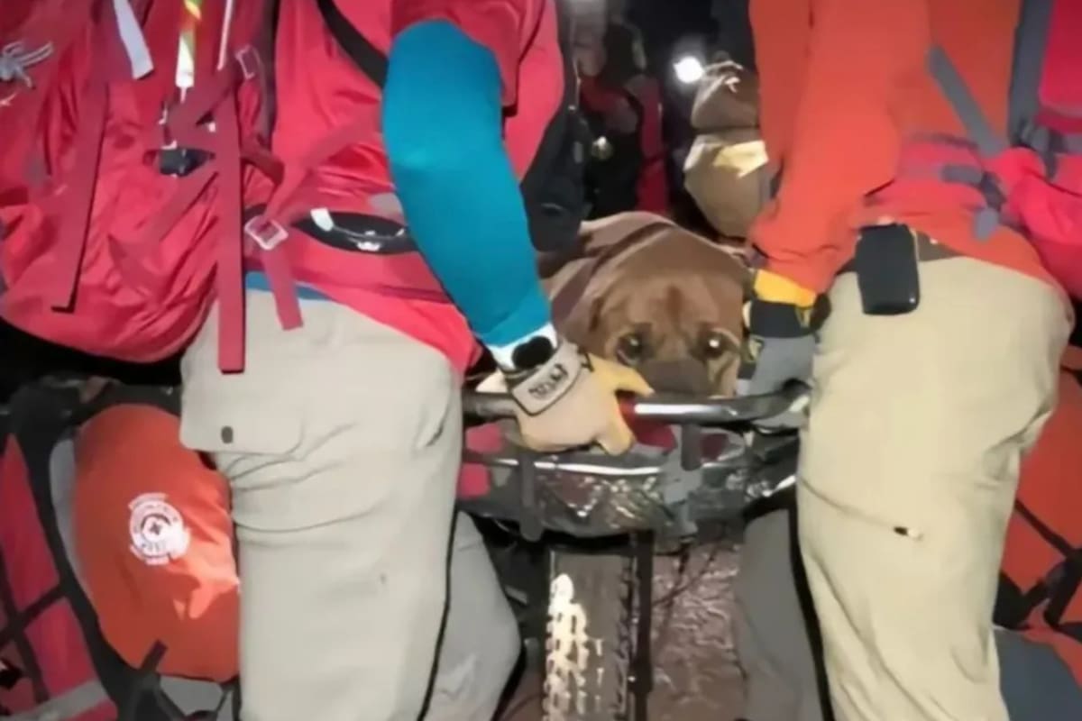 “No se rían, podría ser yo.”: Perro con sobrepeso se canso y ya no pudo bajar una montaña y tuvieron que ir autoridades a auxiliarlo