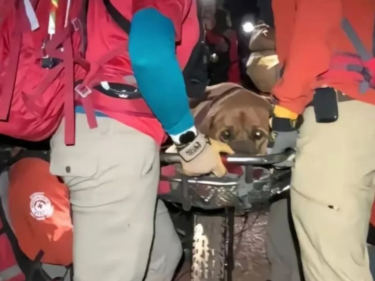 “No se rían, podría ser yo.”: Perro con sobrepeso se canso y ya no pudo bajar una montaña y tuvieron que ir autoridades a auxiliarlo