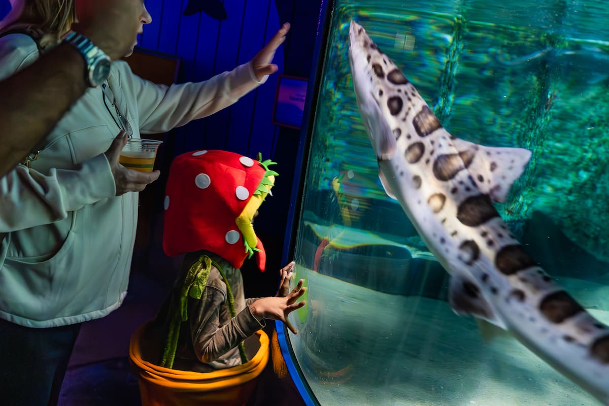Halloween Aglow ilumina el Acuario Birch